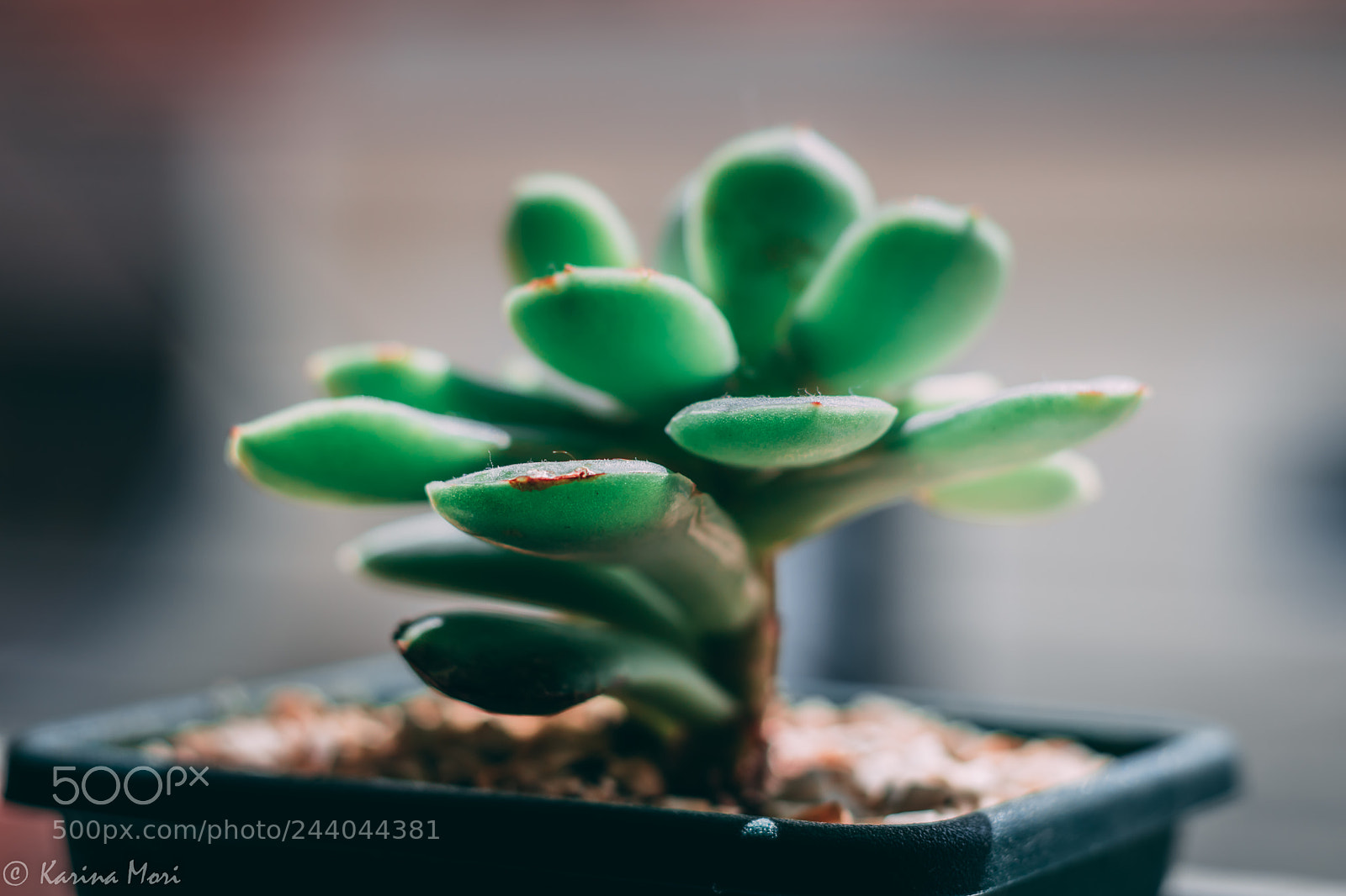 Canon EOS 750D (EOS Rebel T6i / EOS Kiss X8i) sample photo. Stone flower photography