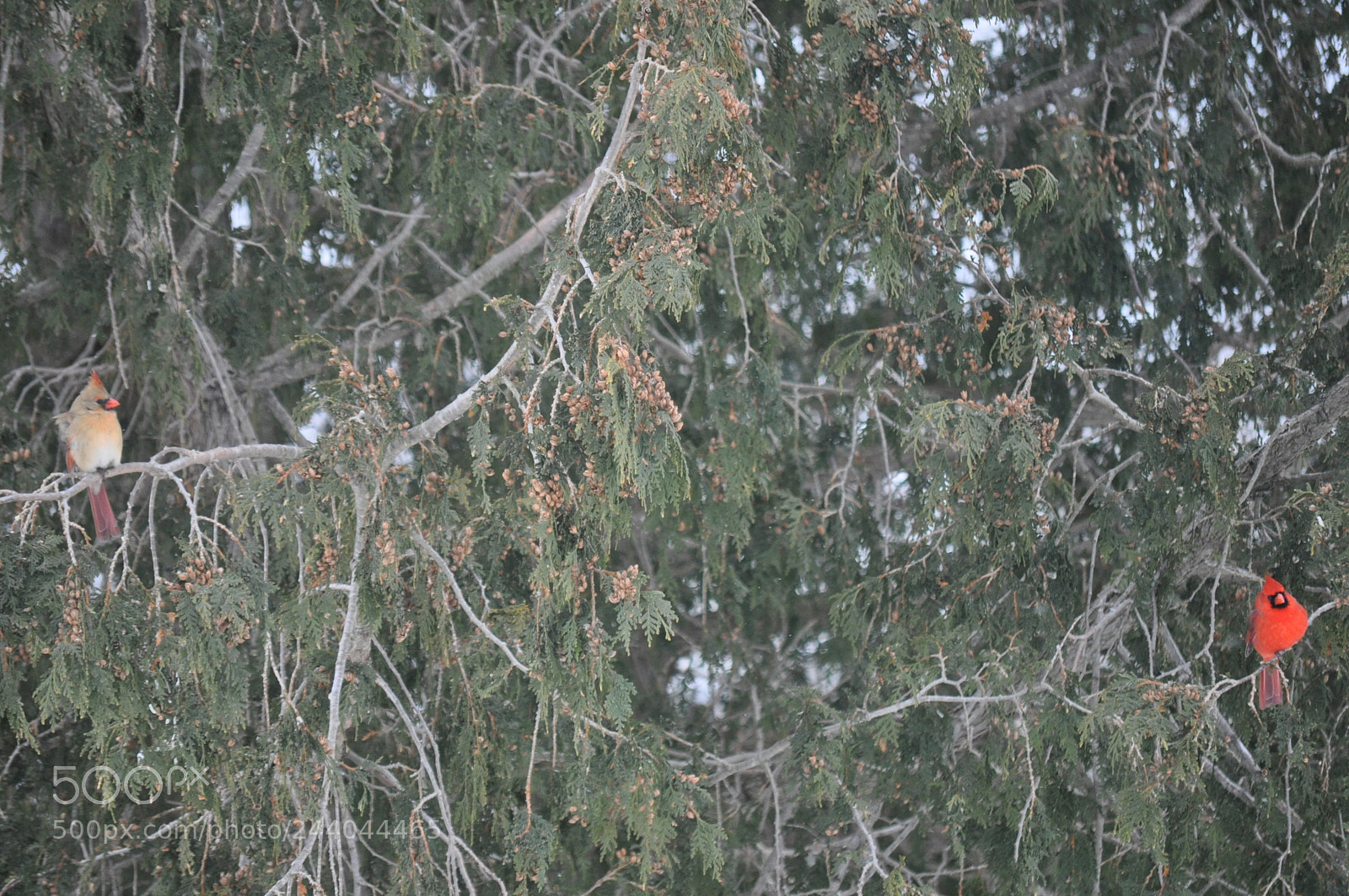 Nikon D5000 sample photo. Mr and mrs cardinal photography