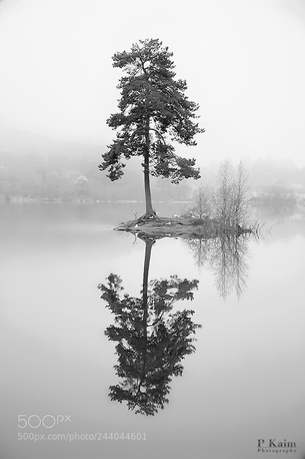 Nikon D60 sample photo. Tree on the island photography