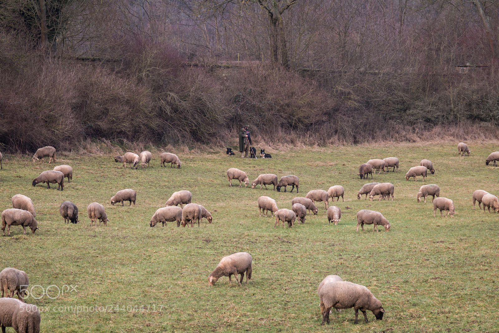 Canon EOS 70D sample photo. The shepherd photography