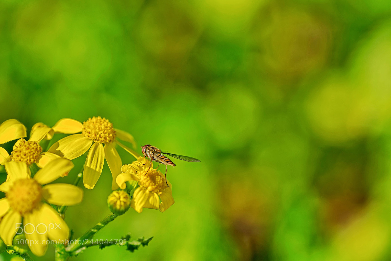 Sony a7R II sample photo. Reçel sineği photography