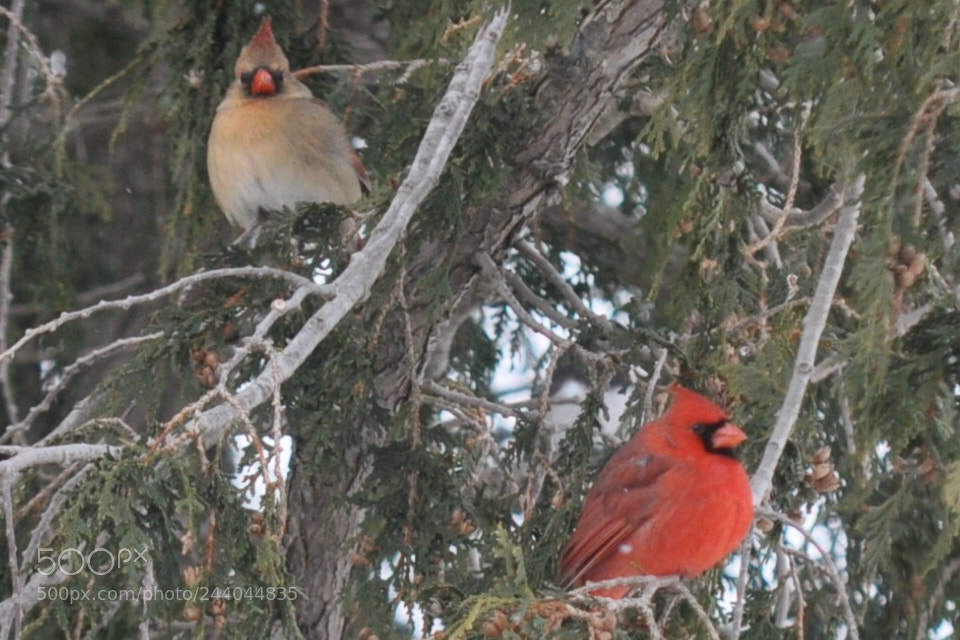 Nikon D5000 sample photo. A beautiful pair! photography