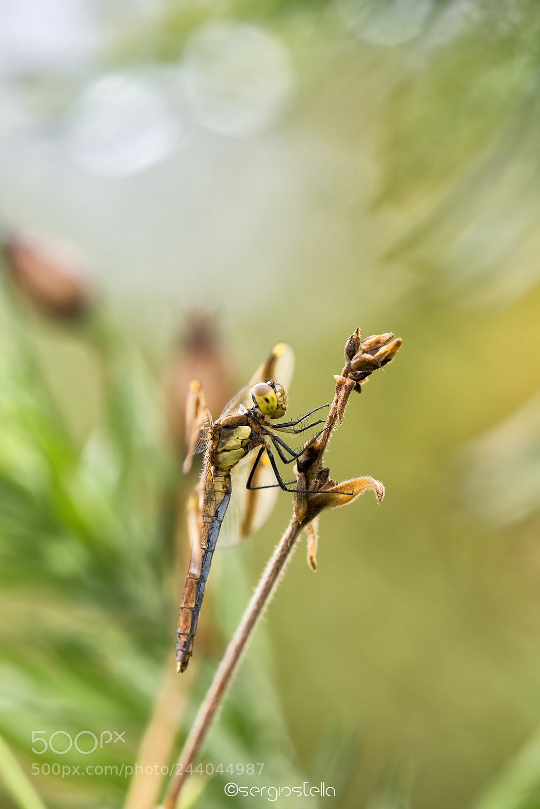 Nikon D610 sample photo. Pedemontano ambientato___ photography