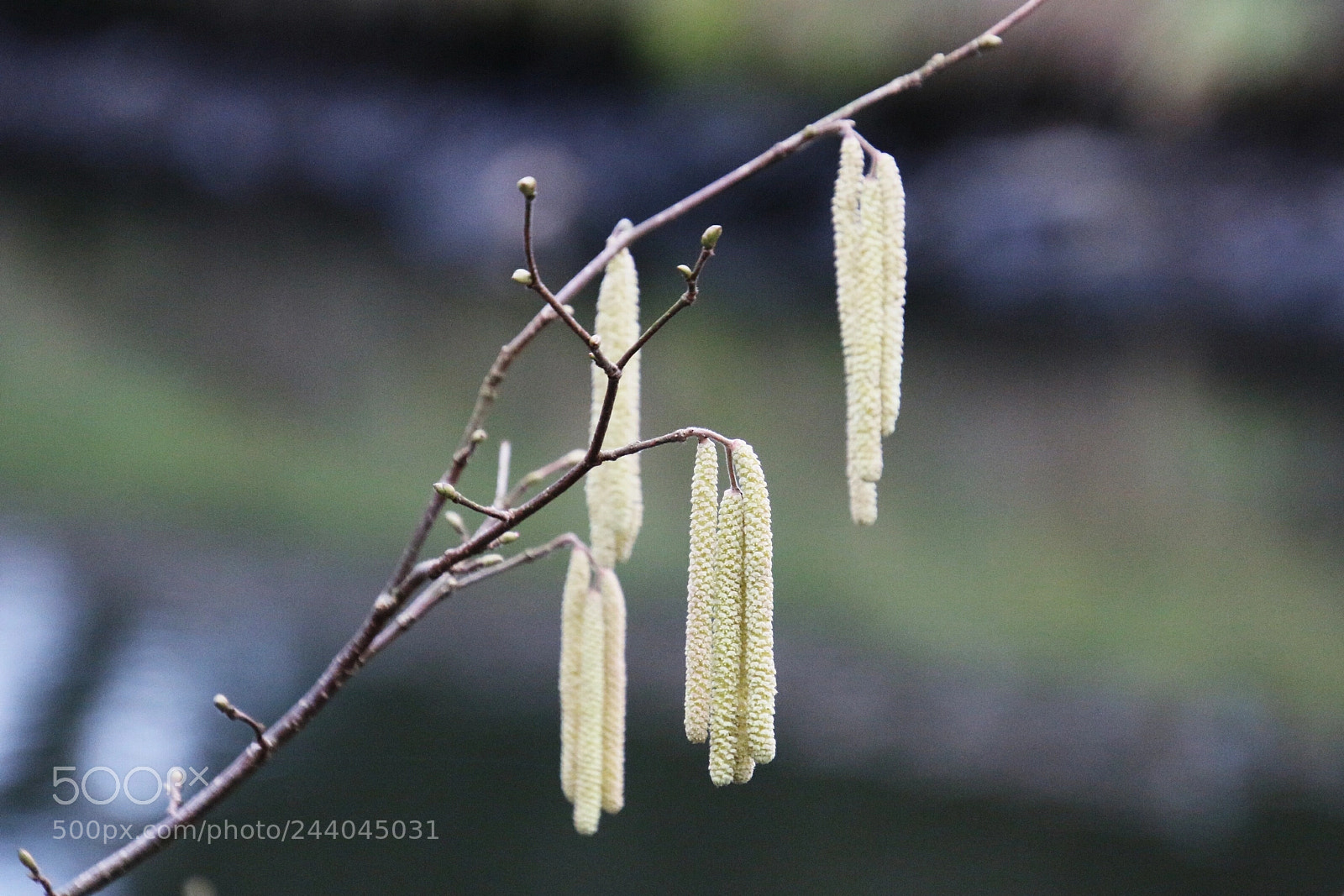 Canon EOS 70D sample photo. Sign of spring photography