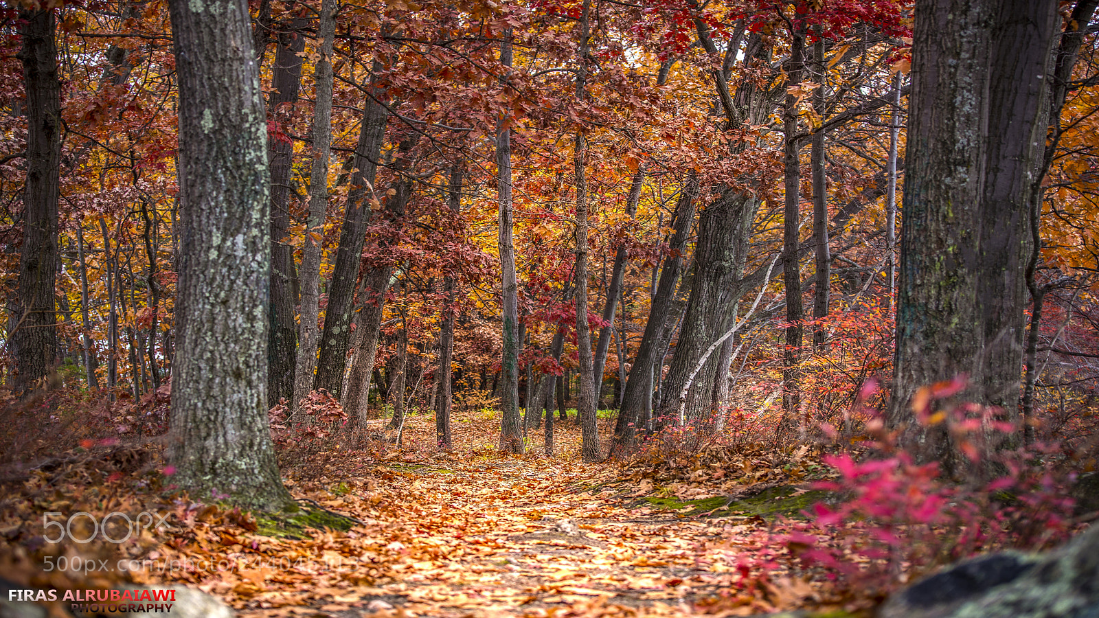Nikon D610 sample photo. One day photography