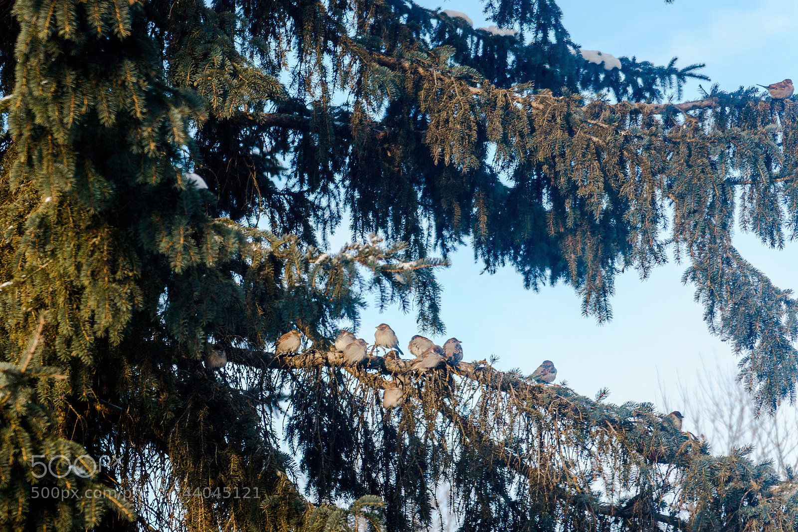 Sony a6500 sample photo. Birds on a tree photography