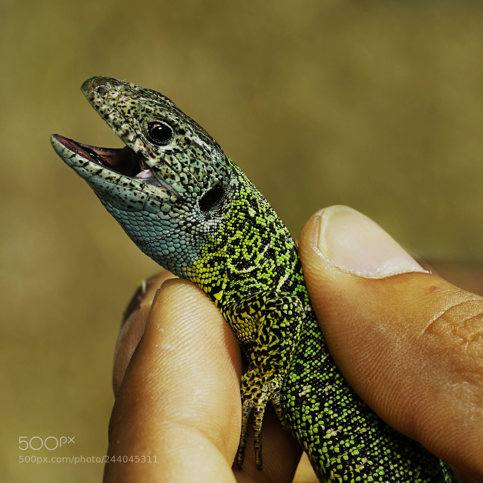 Sony a7 II sample photo. Shreiber`s green lizard photography