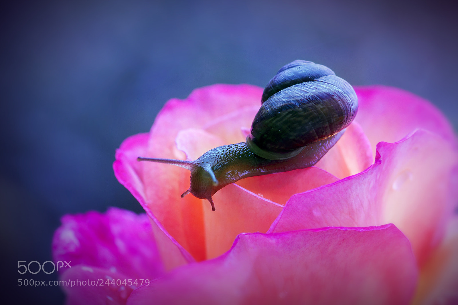 Canon EOS 50D sample photo. A snail photography