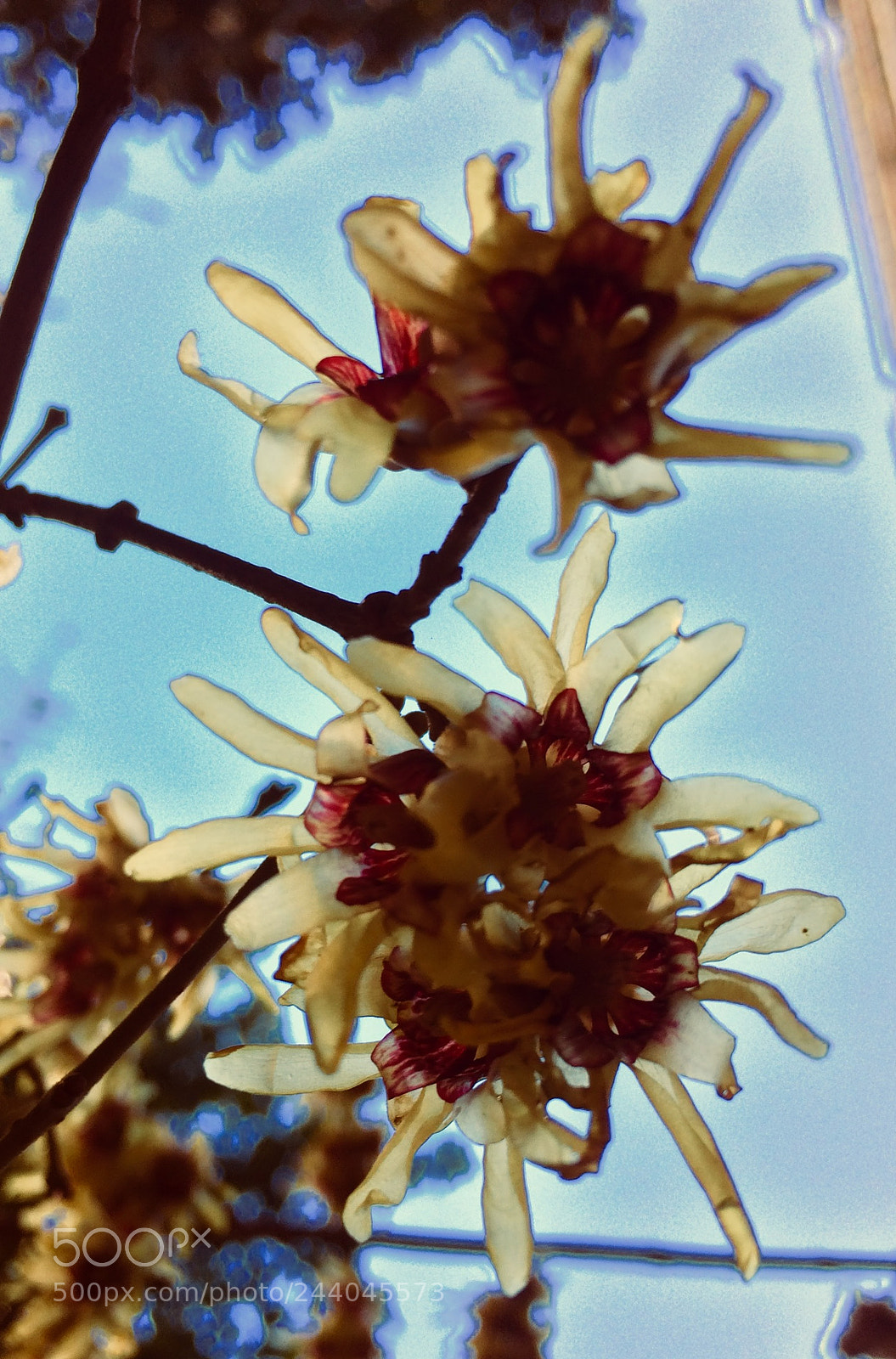 Apple iPhone 5s sample photo. First sign of an photography
