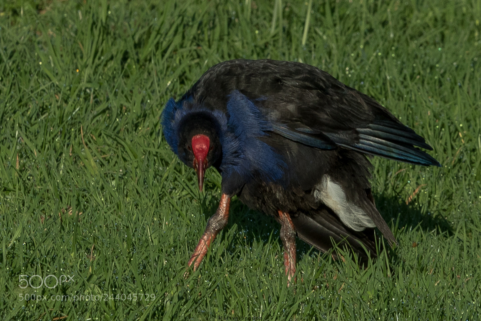 Canon EOS 7D Mark II sample photo. Pukeko photography