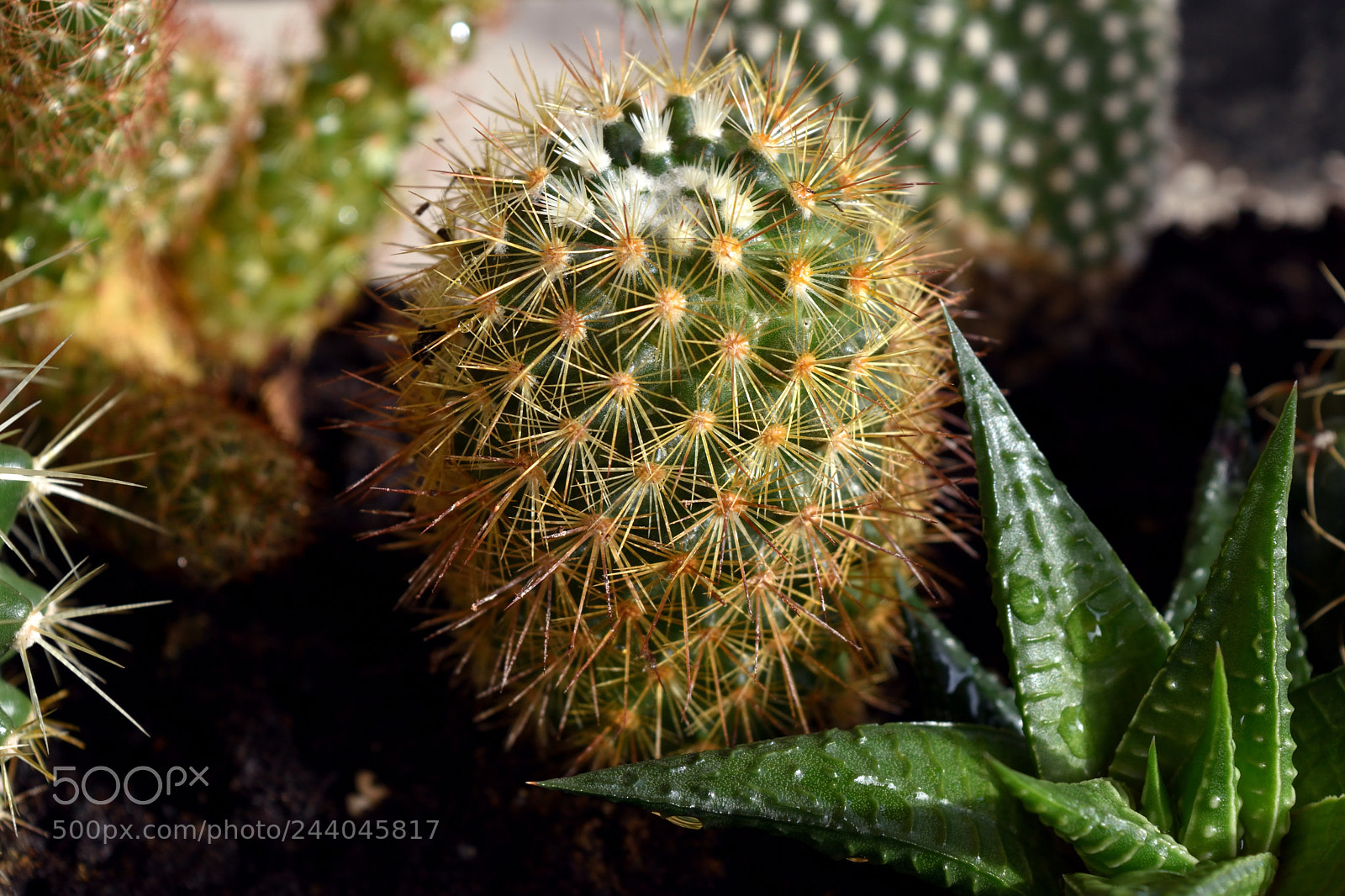 Nikon D5500 sample photo. ??? photography