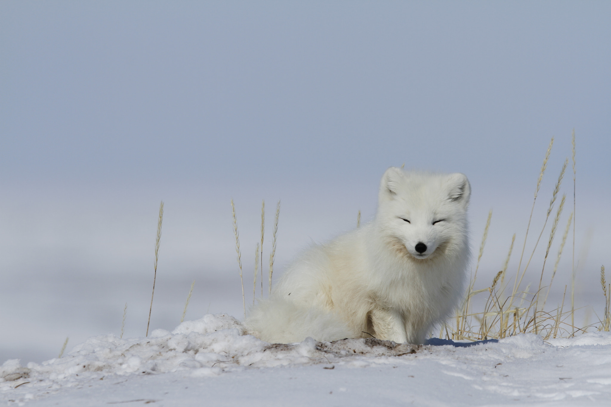 Canon EF 300mm F2.8L IS USM sample photo. Arctic fox (vulpes lagopus) waking up from a nap with snow on the ground, near arviat nunavut canada photography