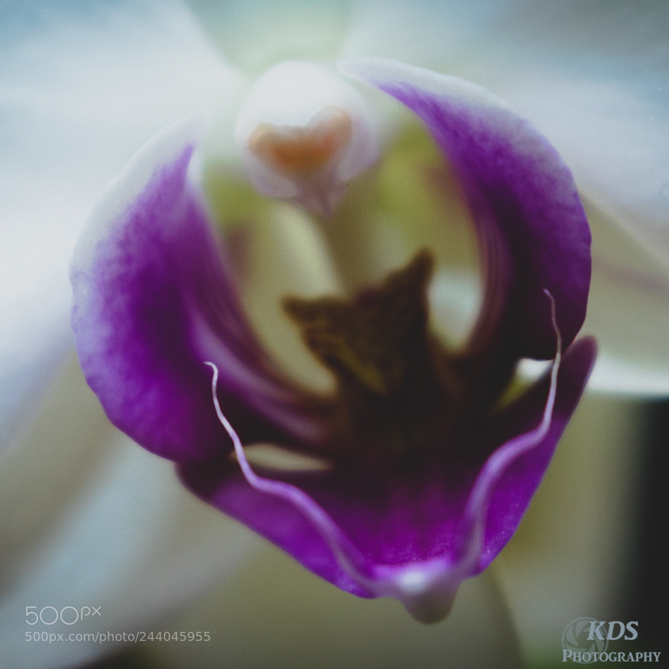 Sony ILCA-77M2 sample photo. The colour purple photography