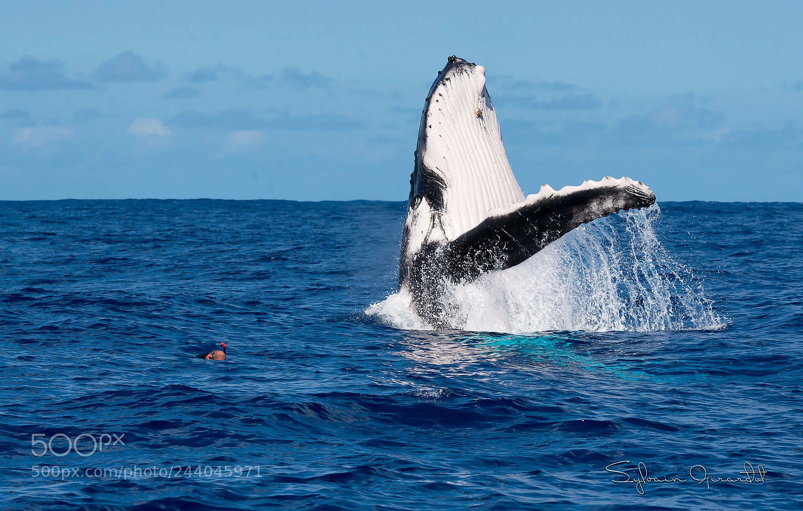 Nikon D800 sample photo. Humpback whale and snorkeler photography