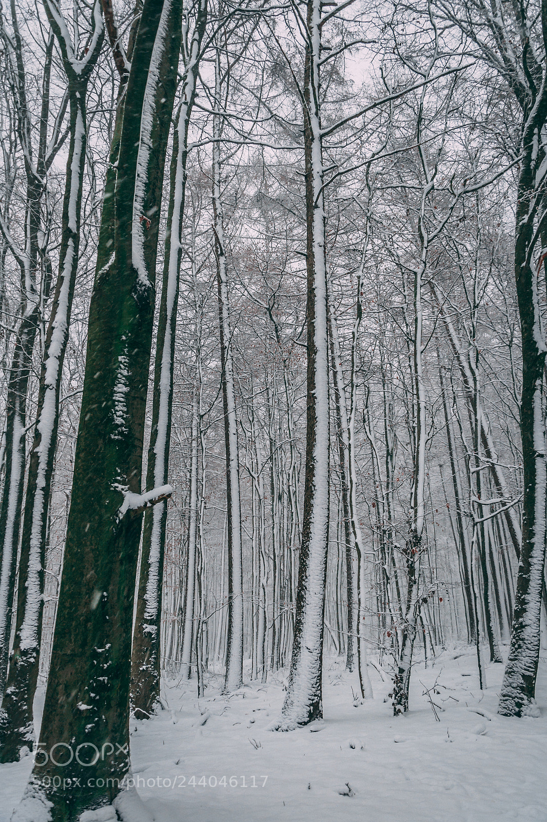 Nikon D3100 sample photo. Snowtime photography