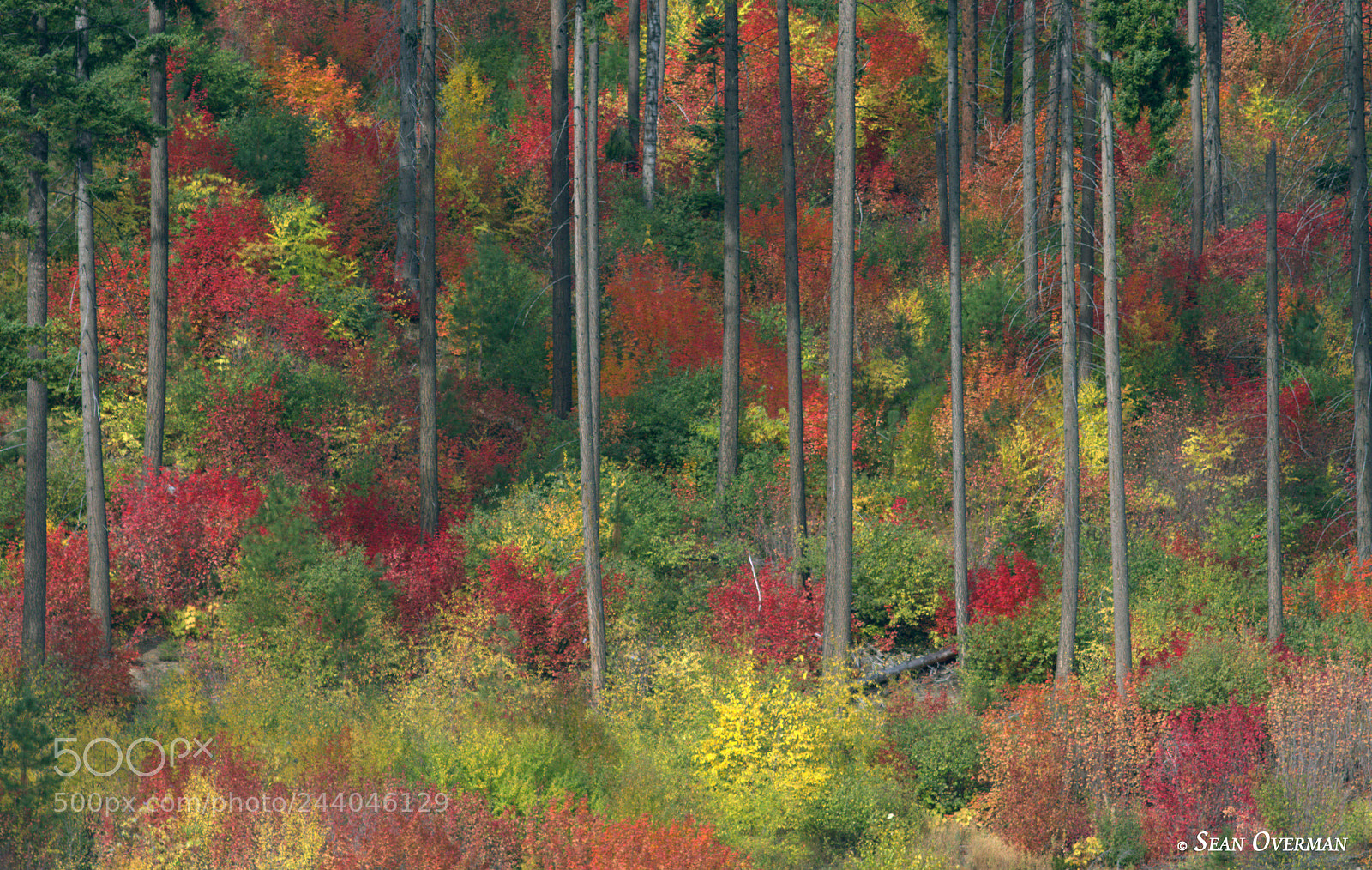 Canon EOS 550D (EOS Rebel T2i / EOS Kiss X4) sample photo. Fall colors at the photography