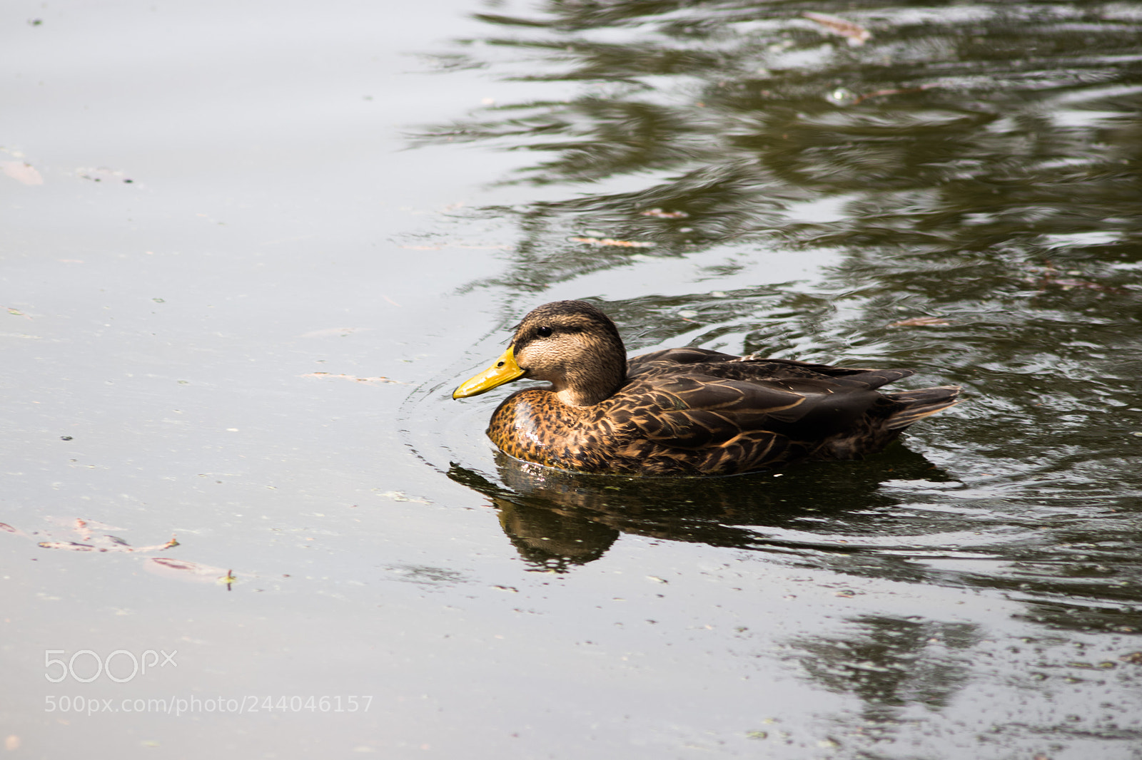 Canon EOS 77D (EOS 9000D / EOS 770D) sample photo. City duck photography