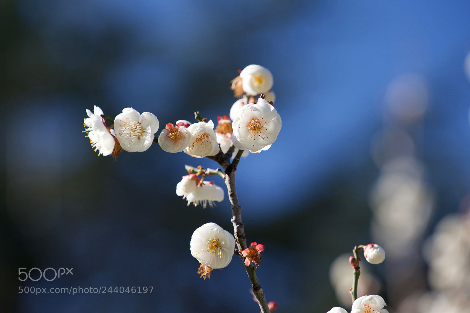 Sony a9 sample photo. But then one thing photography