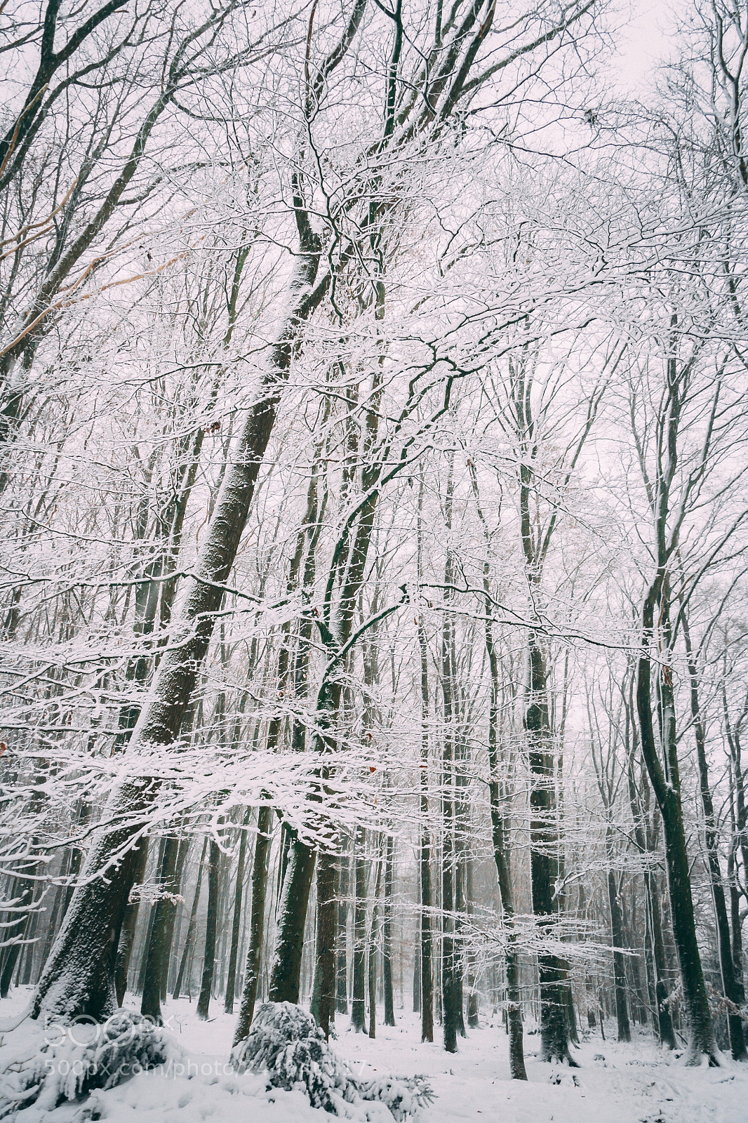 Nikon D3100 sample photo. Wintertime photography