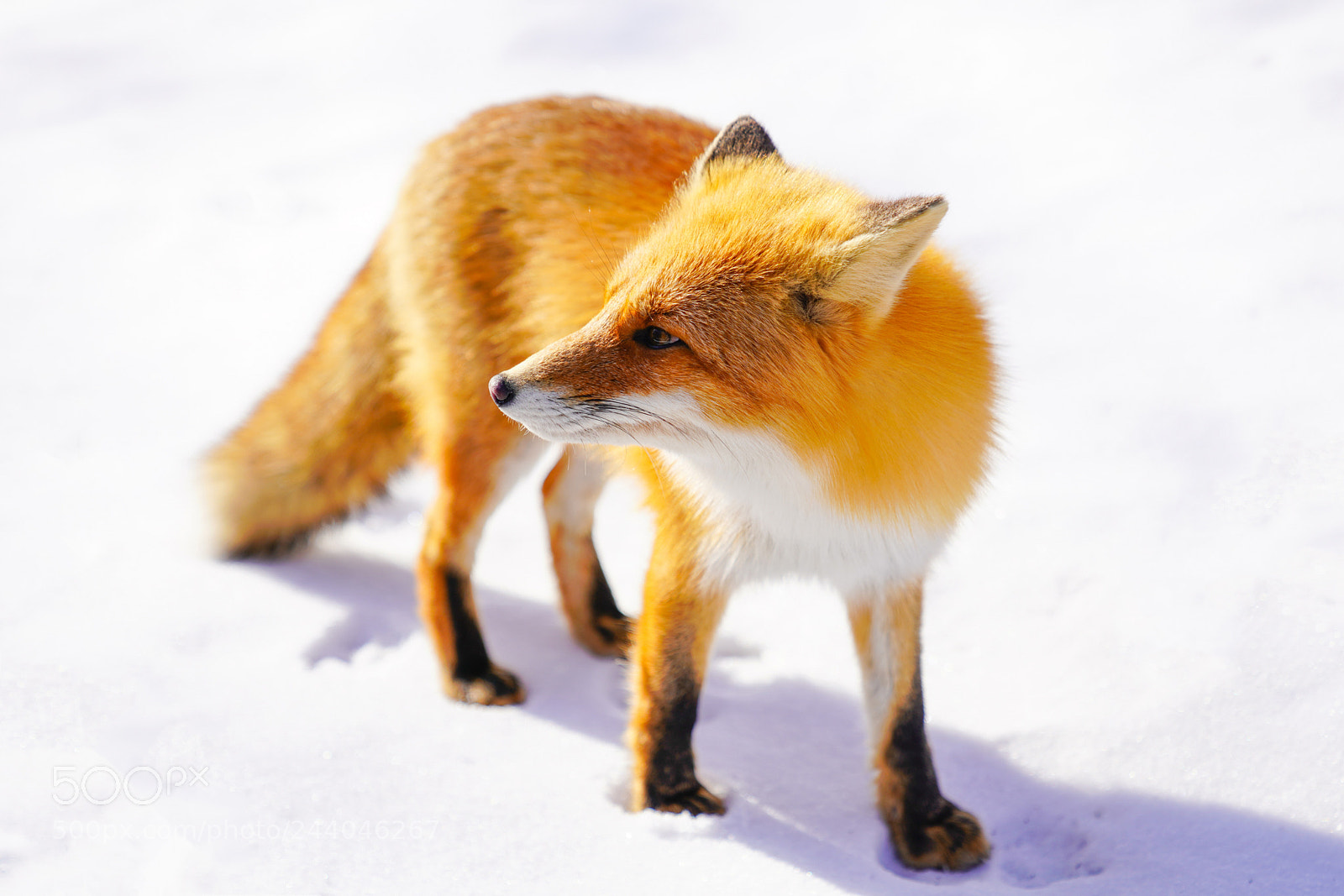 Sony a7R III sample photo. Fox in hokkaido photography