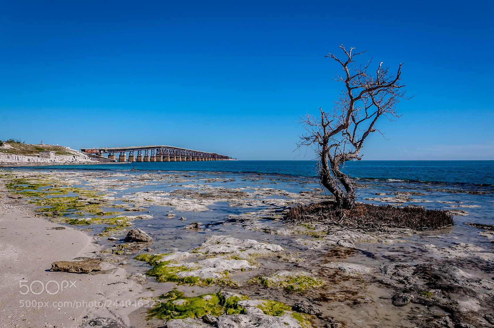 Nikon D90 sample photo. Tree, broken bridge, honda photography