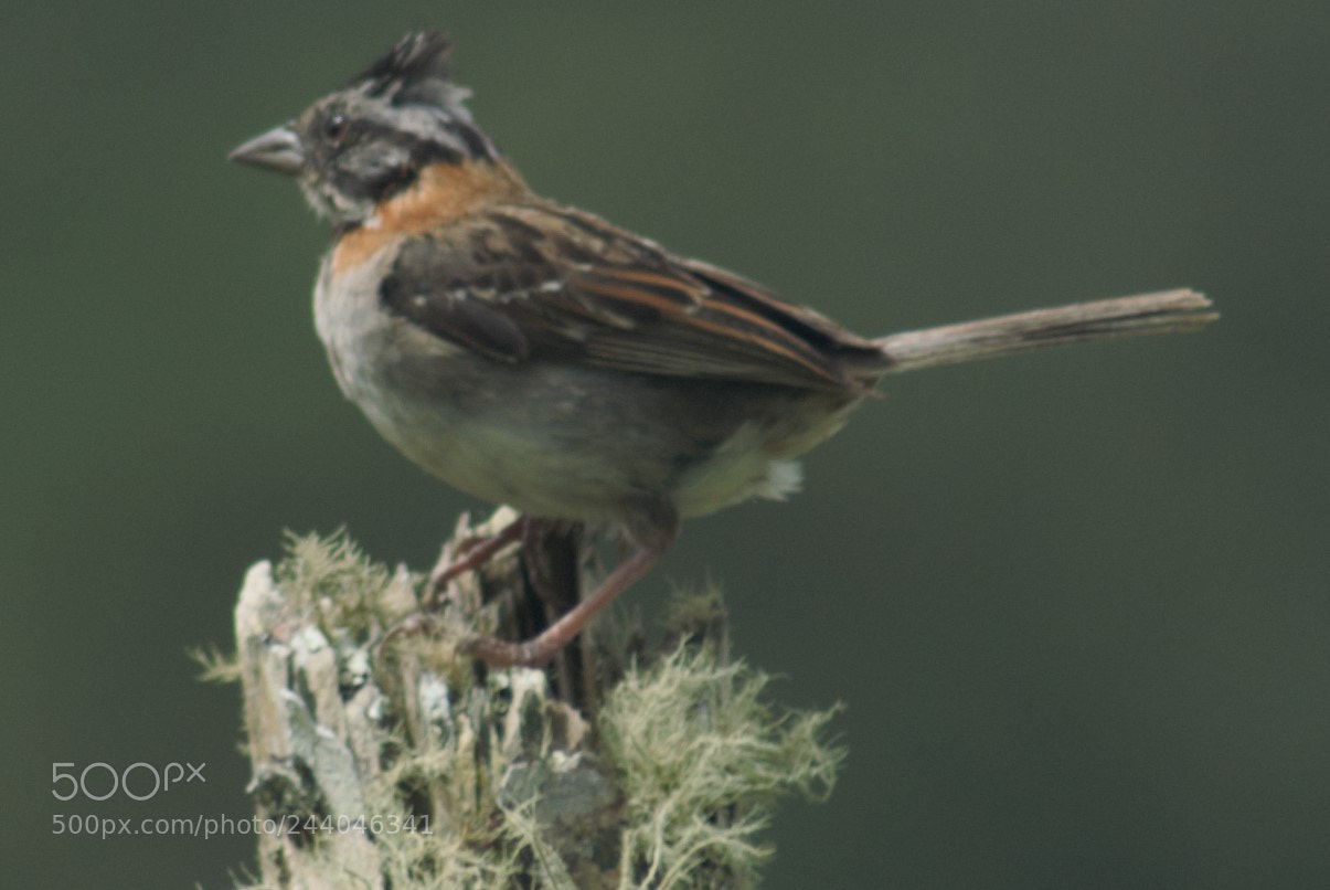 Nikon D3000 sample photo. Zonotrichia capensis photography