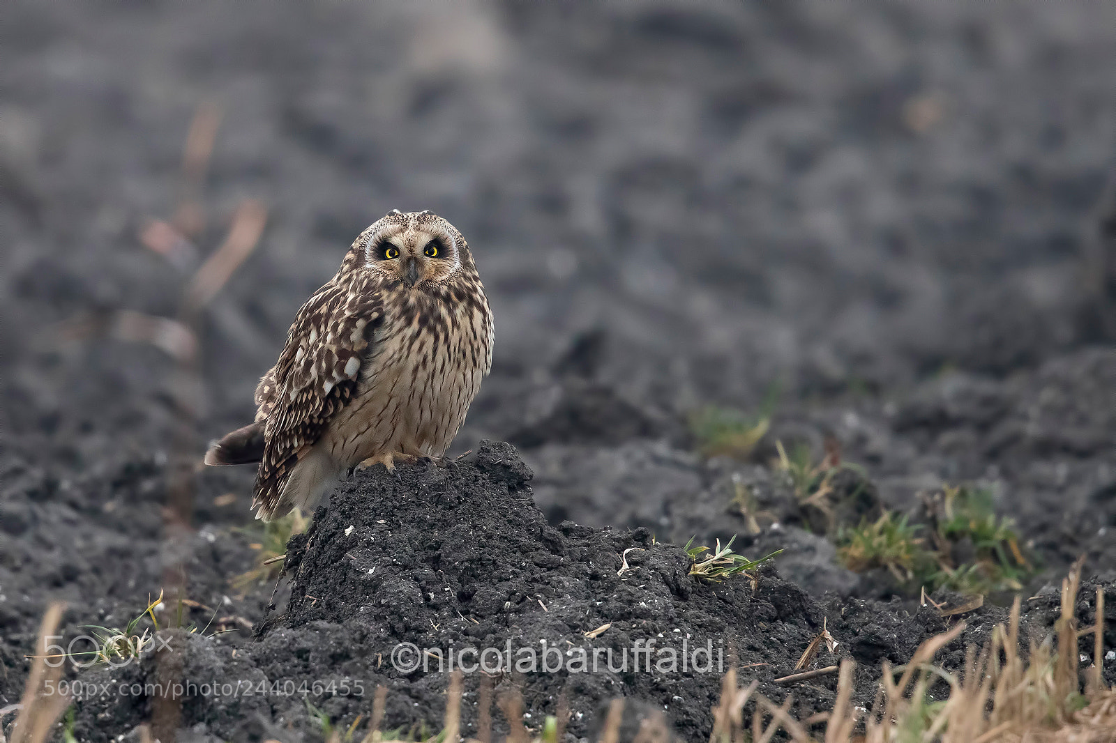 Canon EOS-1D X Mark II sample photo. Short-eared owl photography
