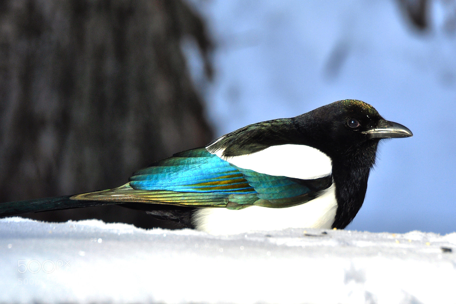 Nikon D90 sample photo. Magpie photography