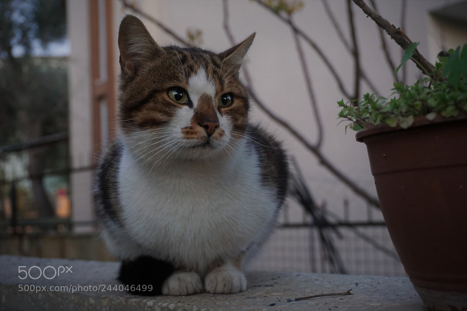 Sony a6000 + Sony E 18-50mm F4-5.6 sample photo. Miyavvv.... photography