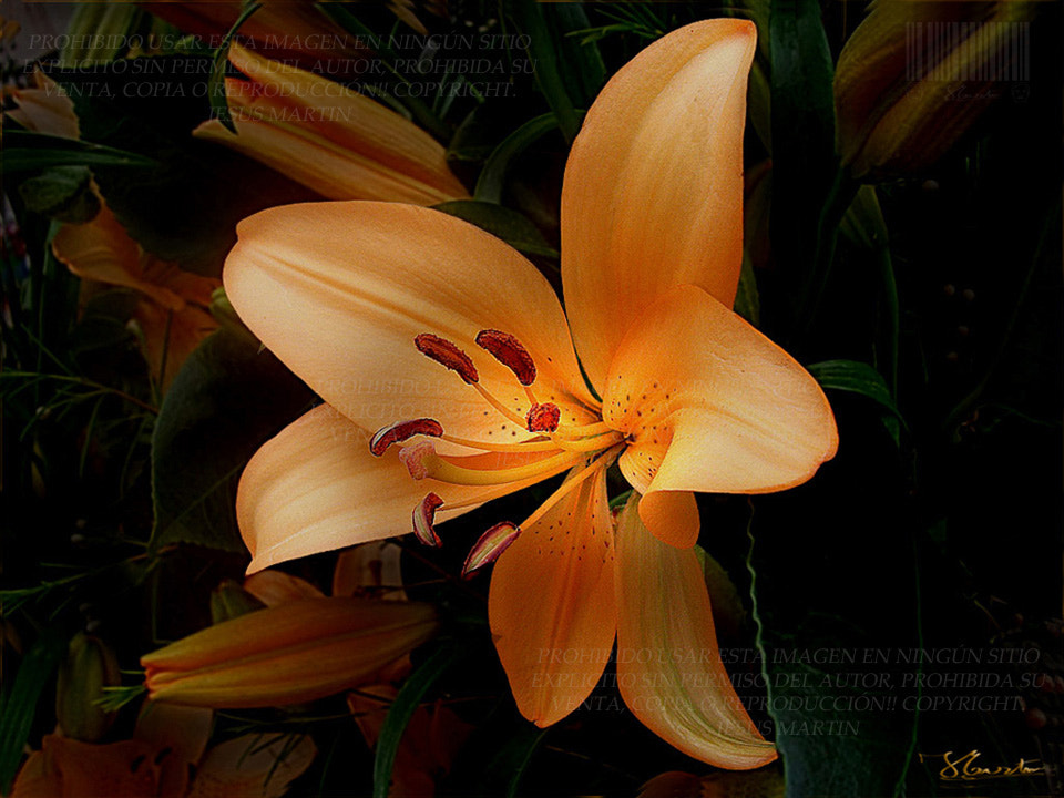 Fujifilm FinePix J27 J28 J29 sample photo. Lilium iluminada photography