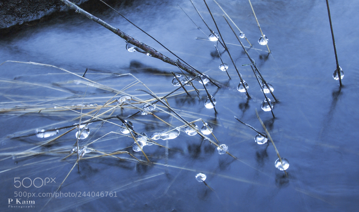 Nikon D60 sample photo. Icicles photography