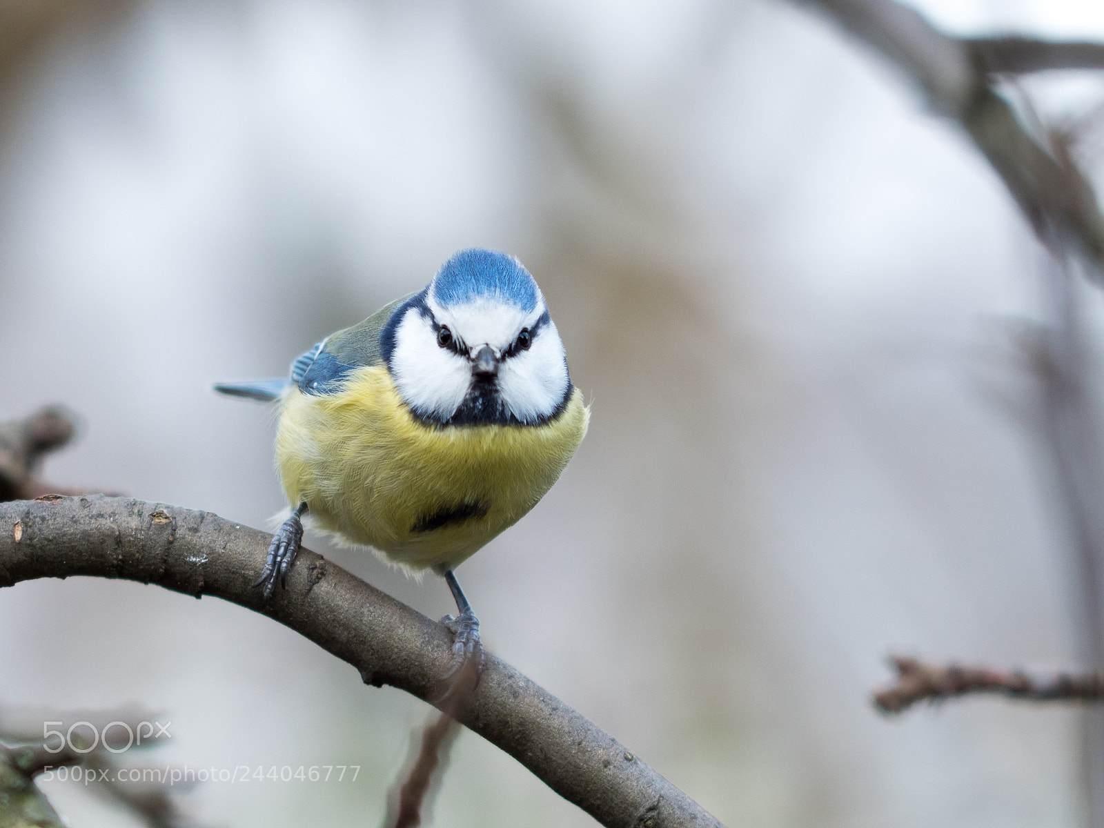 Olympus OM-D E-M1 Mark II sample photo. Blue tit photography