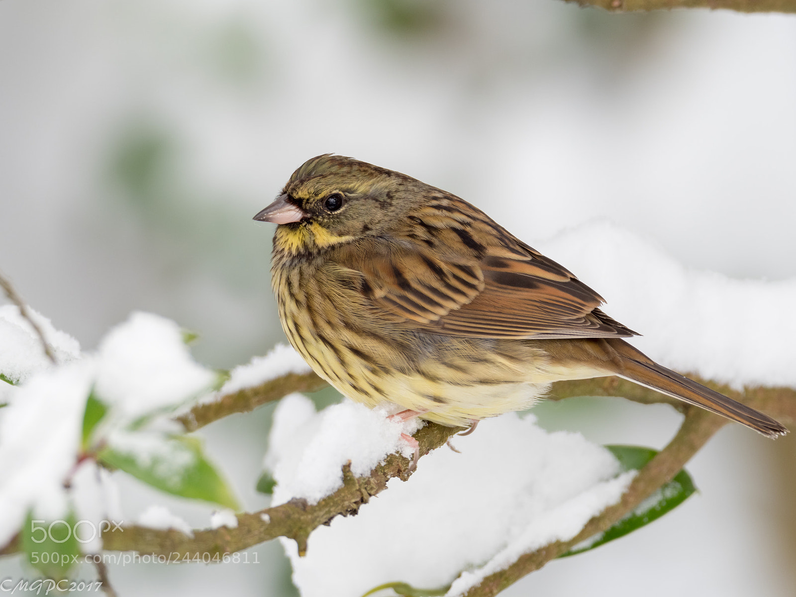 Olympus OM-D E-M1 Mark II sample photo. Snow day photography