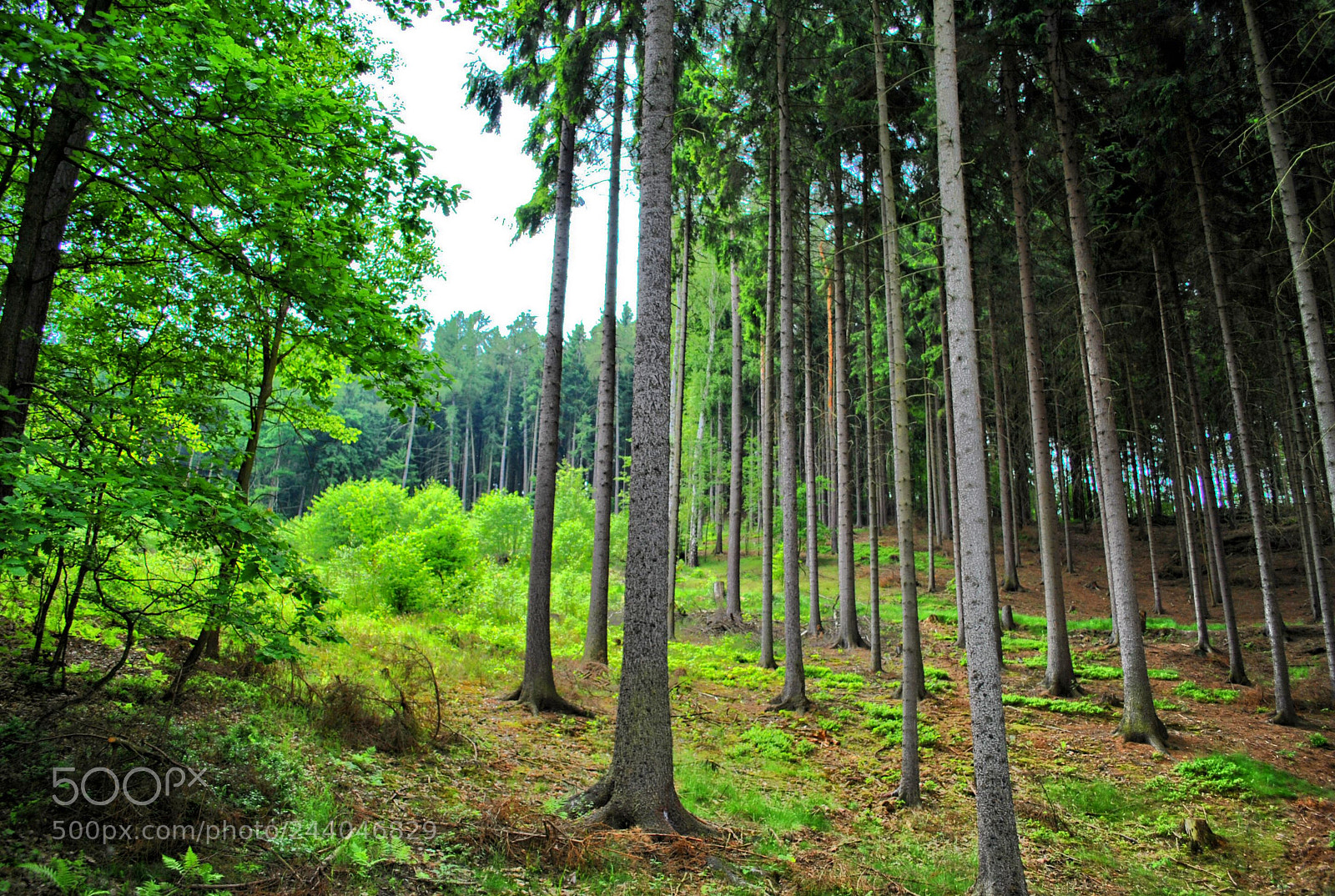 Nikon D3000 sample photo. Untitled photography
