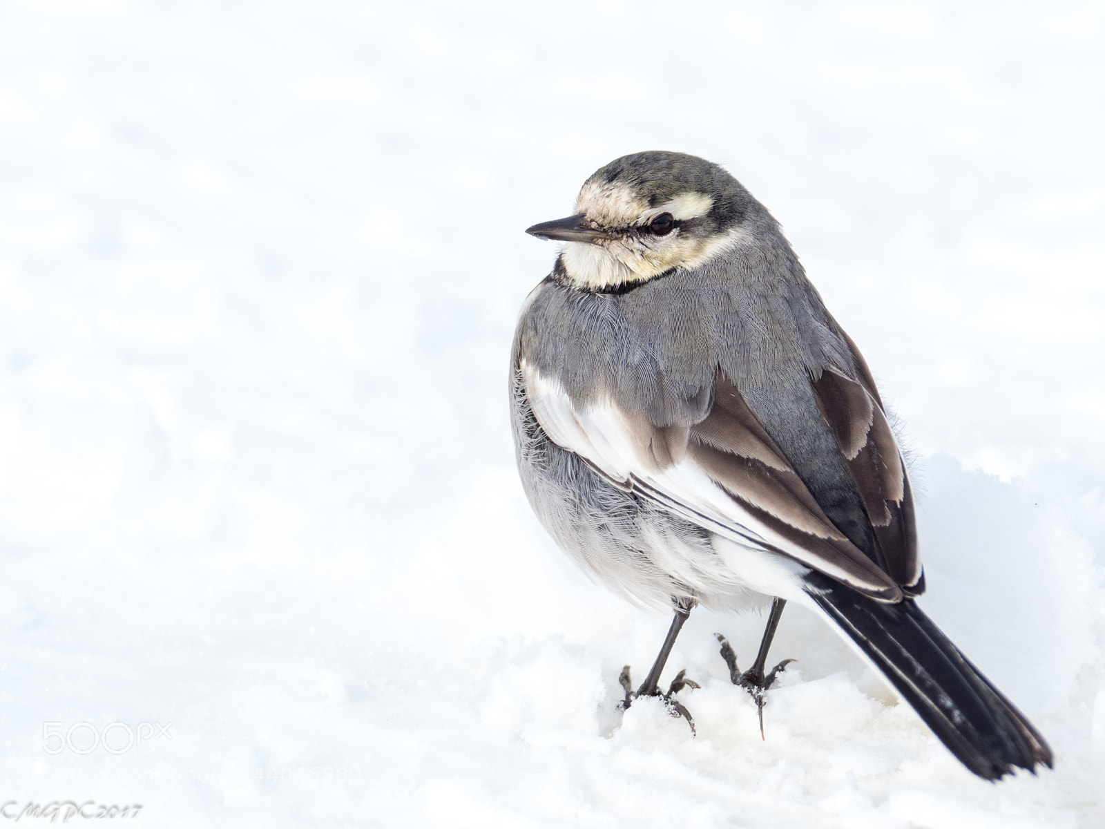 Olympus OM-D E-M1 Mark II sample photo. Snow day photography