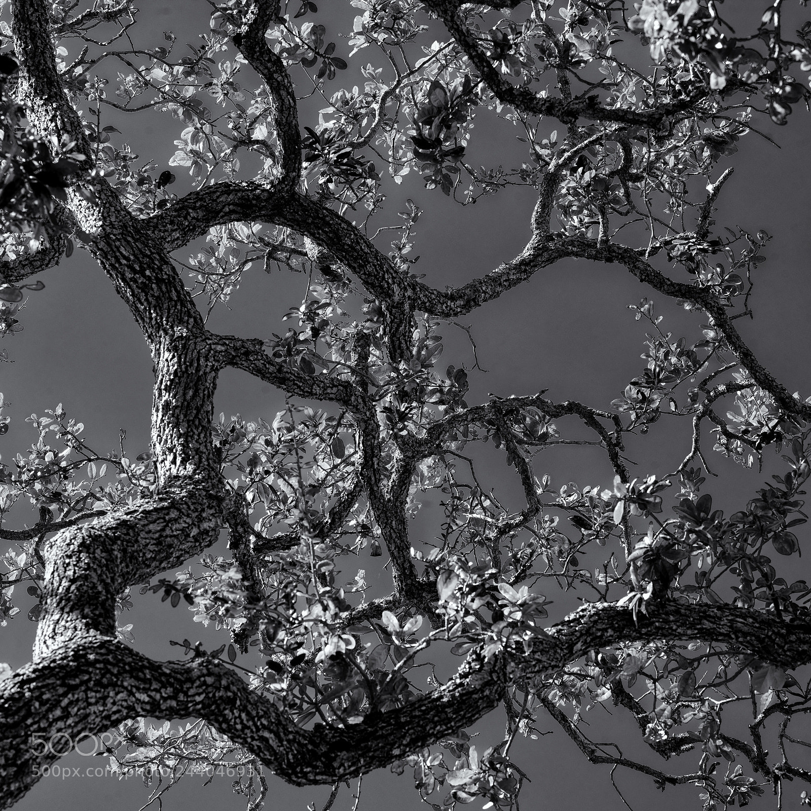 Hasselblad X1D-50c sample photo. Branches photography