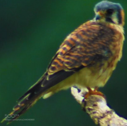 Nikon D3000 sample photo. Falco sparverius photography