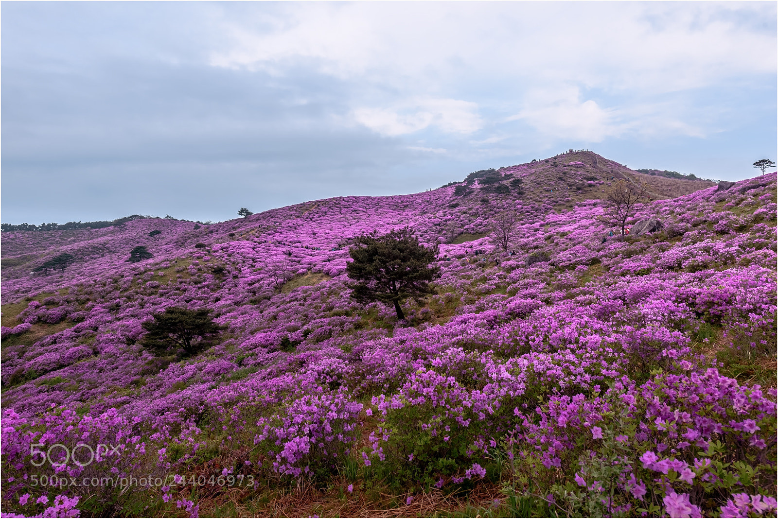 Nikon D800 sample photo. Royal azalea gardens photography