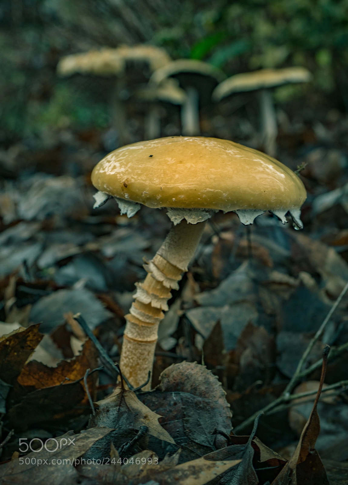 Panasonic Lumix DMC-GX8 sample photo. Kubota garden mushroom photography