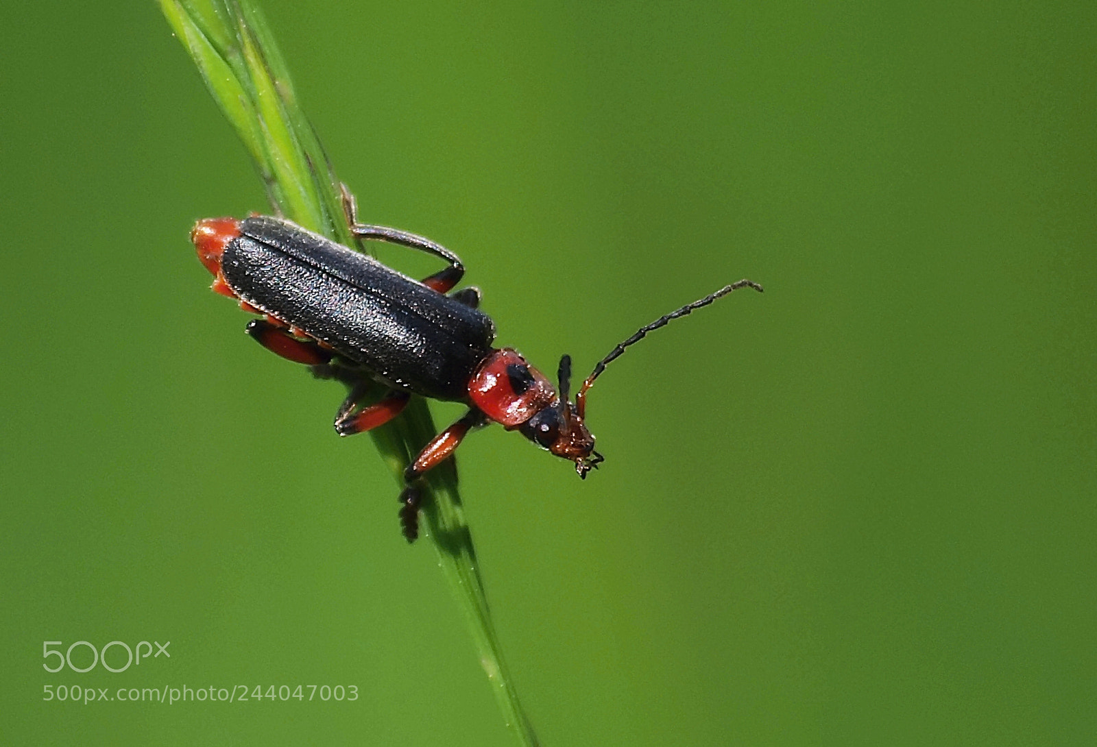 Olympus E-420 (EVOLT E-420) sample photo. Cantharis rustica photography