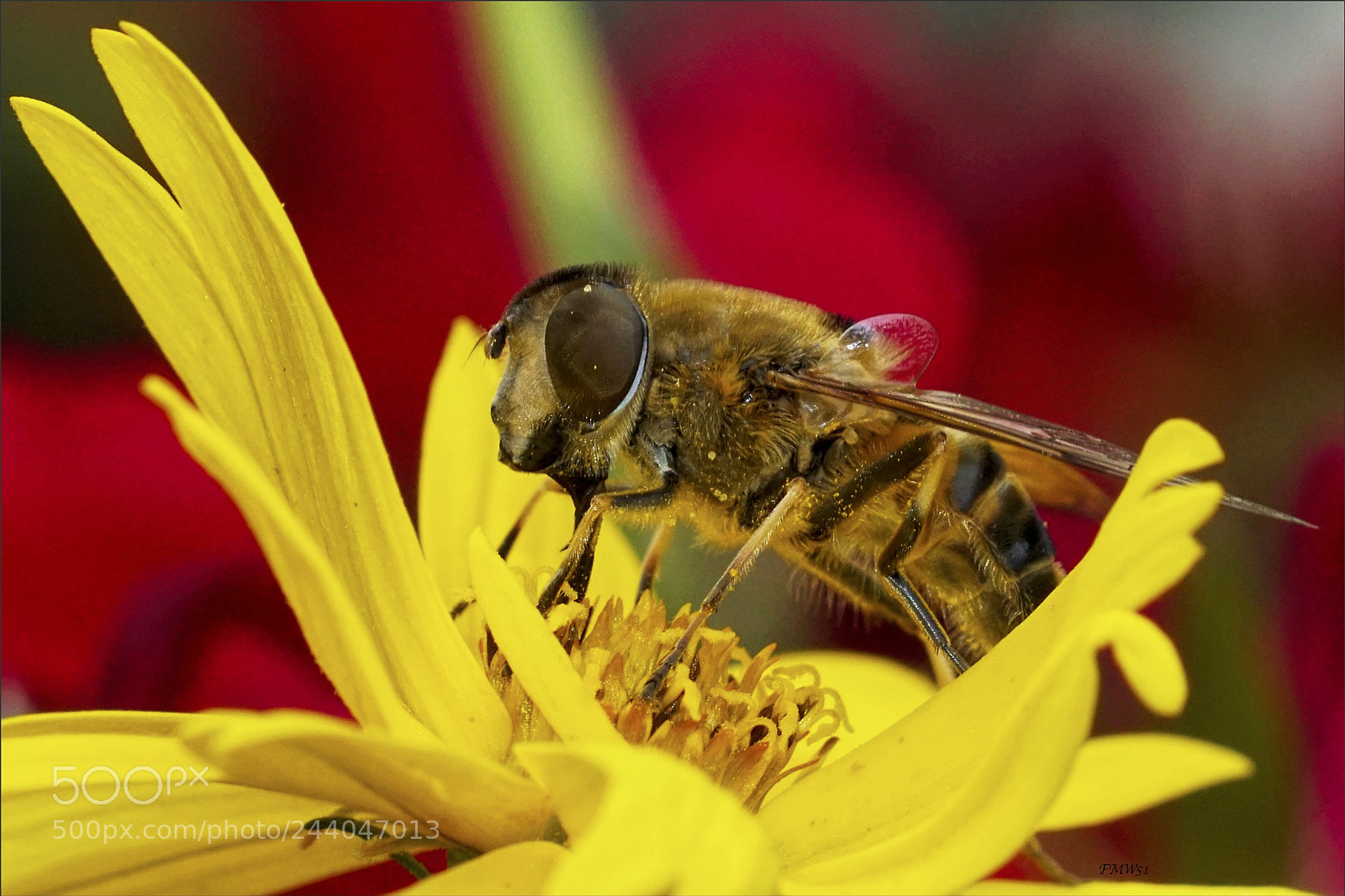 Sony ILCA-77M2 sample photo. The nectar tastes delicious photography