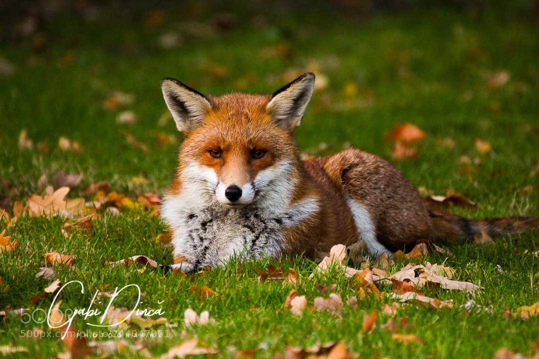 Canon EOS 650D (EOS Rebel T4i / EOS Kiss X6i) sample photo. Urban foxy photography