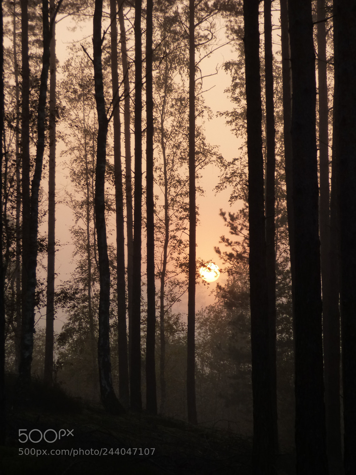 Panasonic DMC-FZ72 sample photo. Forest sunrise photography