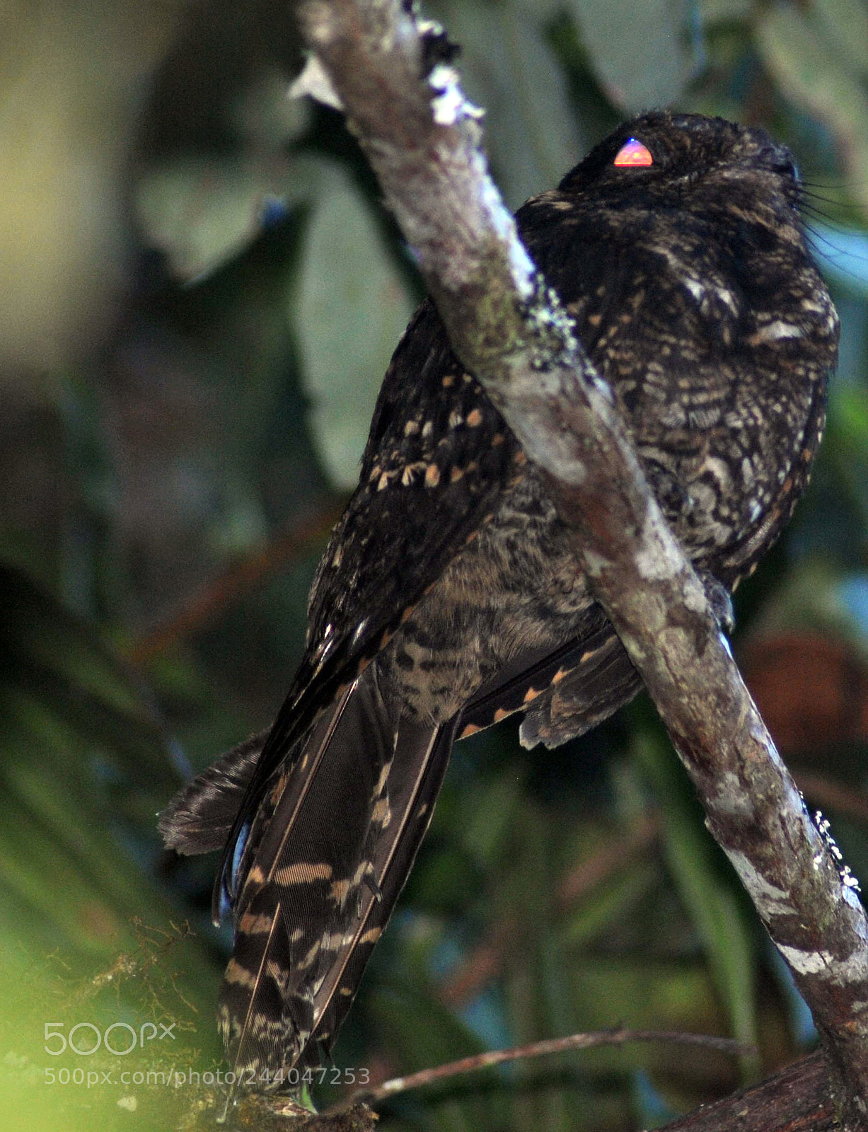 Nikon D3000 sample photo. Hydropsalis longirostris photography