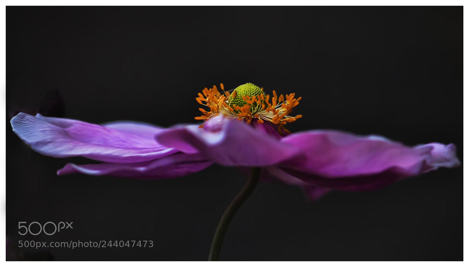 Canon EOS 650D (EOS Rebel T4i / EOS Kiss X6i) sample photo. Japanese anemone photography