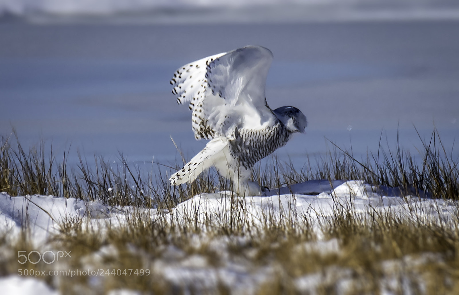 Nikon D810 sample photo. Snowy cleared for take photography