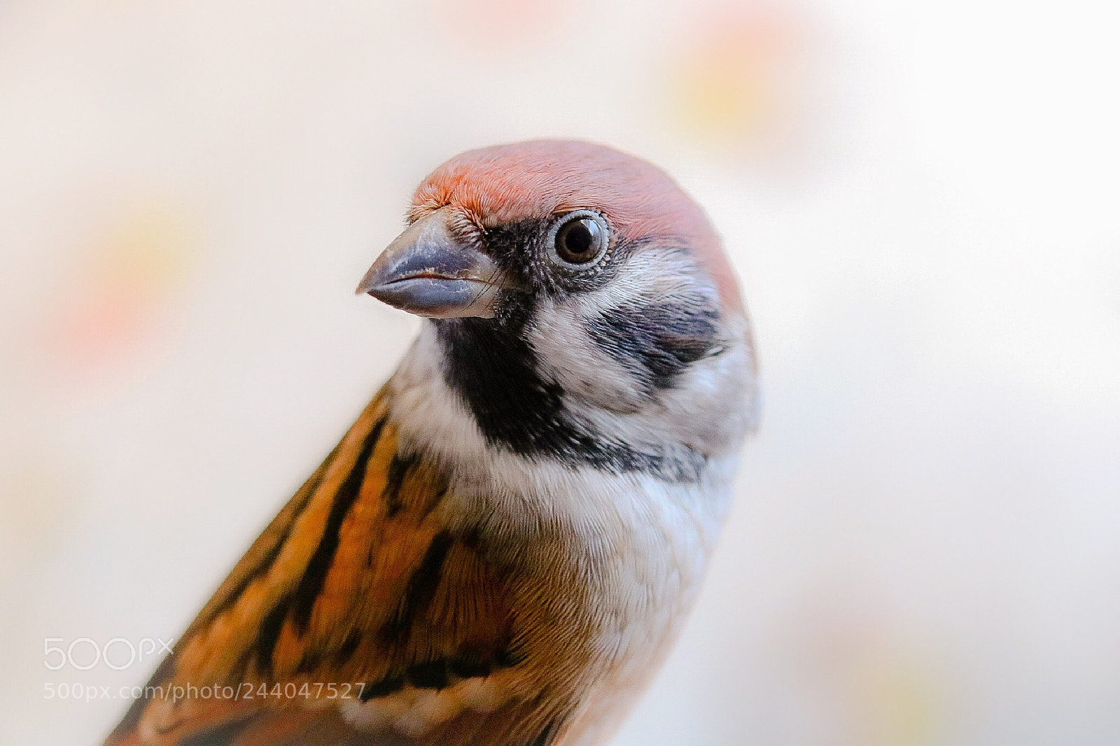 Canon EOS 760D (EOS Rebel T6s / EOS 8000D) sample photo. There is a discovery photography
