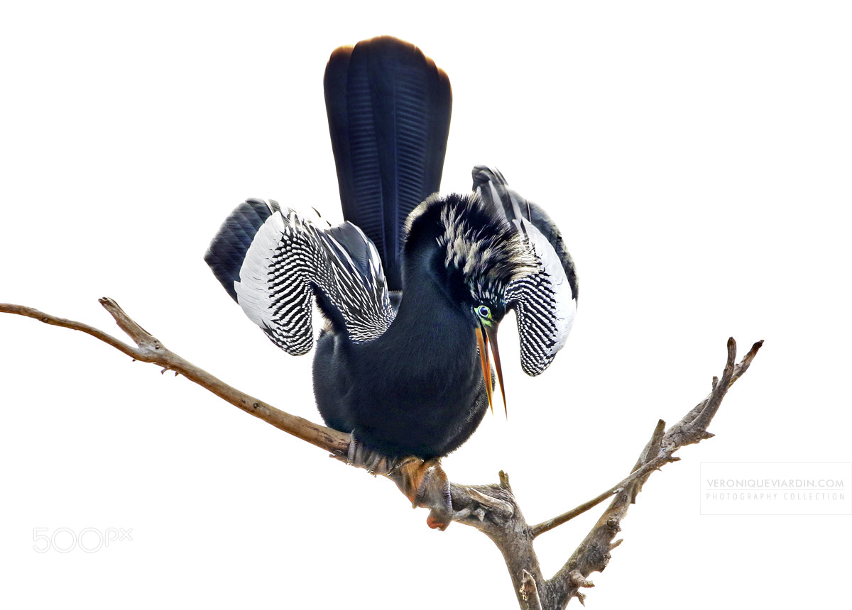 Canon EOS 7D Mark II sample photo. Anhinga "fanfare" photography
