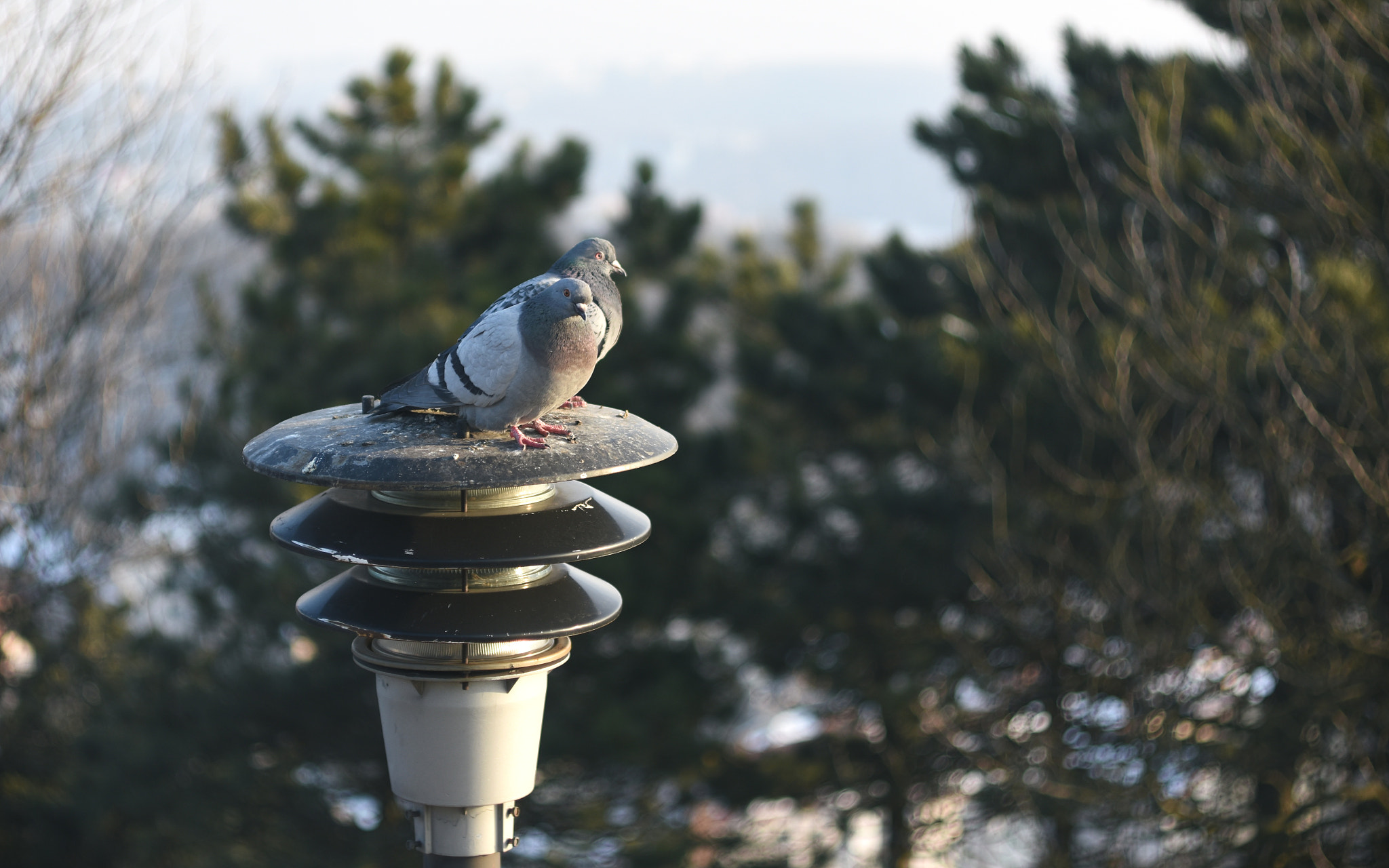 Manual Lens No CPU sample photo. City birds photography