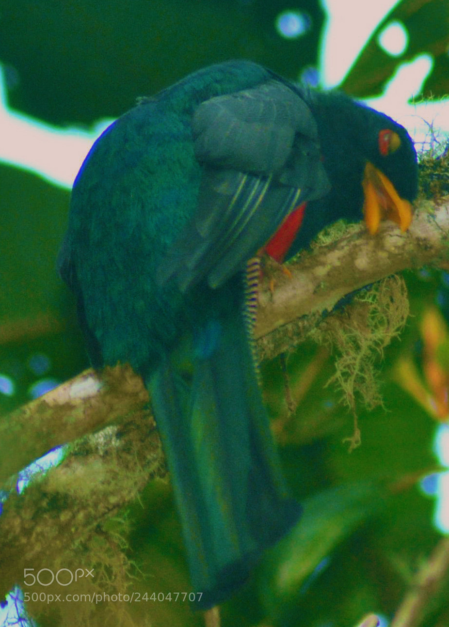 Nikon D3000 sample photo. Trogon collaris photography